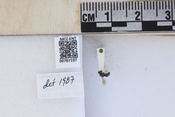 Media type: image;   Entomology 787197 Aspect: labels